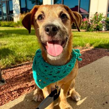 Wez -  Terrier Dog for Adoption in Racine, Wisconsin - Wez | PetCurious