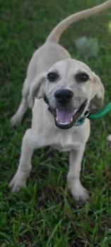 Rescue Black Mouth Cur Dogs for Adoption in Syracuse, New York - Gunner | PetCurious