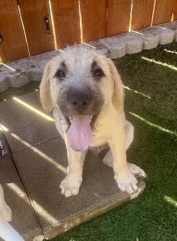 Gideon -  Terrier Dog for Adoption in El Cajon, California - Gideon | PetCurious