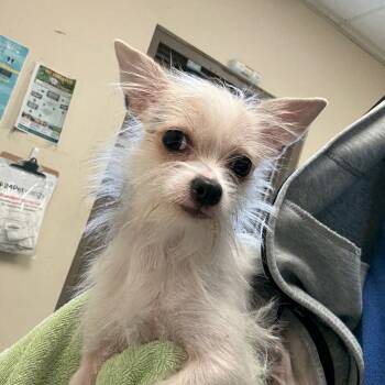 Rescue Mixed Breed Dogs for Adoption in Bartlett, Tennessee - Starfire | PetCurious