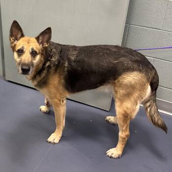 Shepherd Dogs Available for Adoption in Greensboro, North Carolina - PENNY | PetCurious