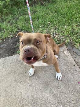 PEANUT -  Mixed Breed Dog for Adoption in Dallas, Texas - PEANUT | PetCurious