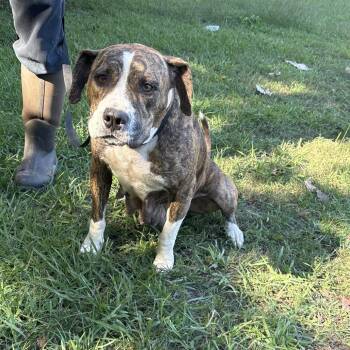 Sissy -  Pit Bull Terrier Dog for Adoption in Clanton, Alabama - Sissy | PetCurious