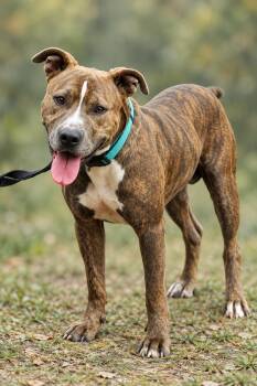 Toby -  Pit Bull Terrier Dog for Adoption in Nahunta, Georgia - Toby | PetCurious
