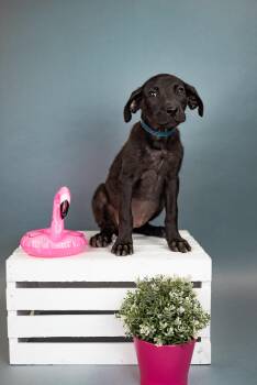 Labrador Retriever Dogs Available for Adoption in Brighton, Colorado - 425-26 | PetCurious