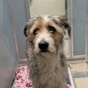 Monica -  Mixed Breed Dog for Adoption in Matteson, Illinois - Monica | PetCurious