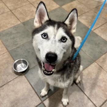 Aspen -  Mixed Breed Dog for Adoption in Chattanooga, Tennessee - Aspen | PetCurious