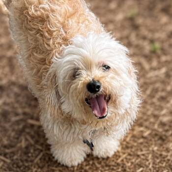 Floyd -  Maltese and Mixed Breed Dog for Adoption in Boerne, Texas - Floyd | PetCurious