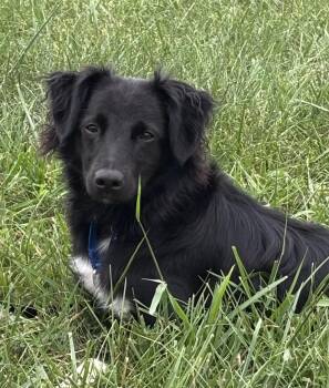 Fly -  Border Collie Dog for Adoption in Culpeper, Virginia - Fly | PetCurious