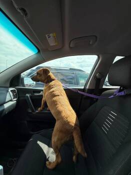 Chihuahua Dogs Available for Adoption in South Bend, Indiana - Honey | PetCurious