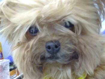 Mixed Breed Dogs Available for Adoption in Dallas, Texas - GABRIELLE | PetCurious