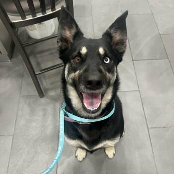 German Shepherd Dog and Husky Dogs Available for Adoption in Chesterfield, Missouri - Luna | PetCurious