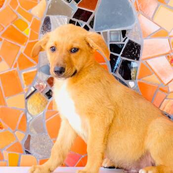 Santa Fe -  Collie and Golden Retriever Dog for Adoption in San Diego, California - Santa Fe | PetCurious