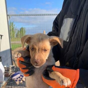 Mayhem -  Mixed Breed Dog for Adoption in Woodstock, Ontario - Mayhem | PetCurious