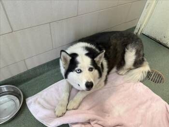 CASH -  Mixed Breed Dog for Adoption in Santa Fe, New Mexico - CASH | PetCurious