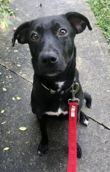 Sammy -  Labrador Retriever Dog Available for Adoption in INDN HBR BCH, Florida - Sammy | PetCurious