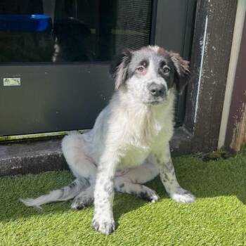 Winter 0683 -  Great Pyrenees Dog for Adoption in Loxahatchee Groves, Florida - Winter 0683 | PetCurious