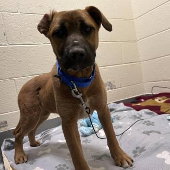 Mixed Breed Dogs Available for Adoption in Asheville, North Carolina - Italics | PetCurious