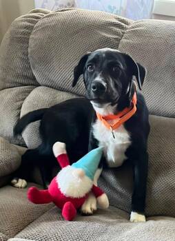 Tinsel -  Collie Dog for Adoption in Taycheedah, Wisconsin - Tinsel | PetCurious
