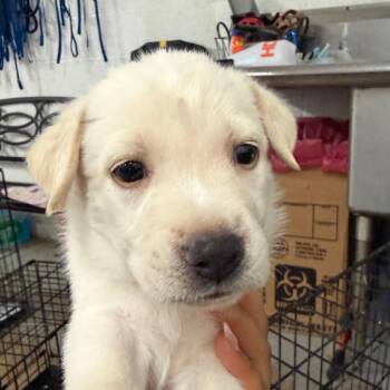 Latte -  Labrador Retriever and Mixed Breed Dog for Adoption in Edinburg, Texas - Latte | PetCurious