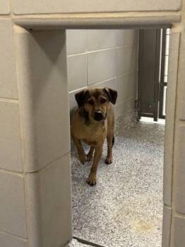 Terrier and Mixed Breed Dogs Available for Adoption - Fred | PetCurious