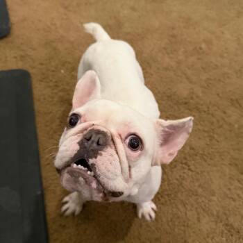 Dolly -  French Bulldog Dog for Adoption in Montgomery, Texas - Dolly | PetCurious