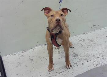 TARZAN -  American Bulldog and Mixed Breed Dog for Adoption in Houston, Texas - TARZAN | PetCurious
