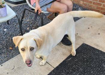 Maggie -  Golden Retriever Dog for Adoption in Mocksville, North Carolina - Maggie | PetCurious
