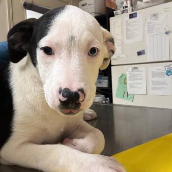 Labrador Retriever Dogs Available for Adoption in Pekin, Illinois - Selena Gomez | PetCurious