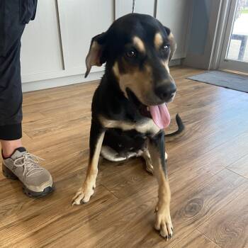 Penny -  Hound Dog for Adoption in Sealy, Texas - Penny | PetCurious