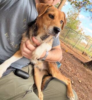 Rescue Shepherd Dogs for Adoption in Little Rock, Arkansas - Max | PetCurious