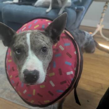 Yuki -  Catahoula Leopard Dog and Australian Cattle Dog Blue Heeler Dog for Adoption in Abbotsford, British Columbia - Yuki | PetCurious