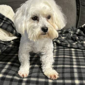 Bichon Frise Dogs Available for Adoption in Antwerp, Ohio - Howie.   | PetCurious