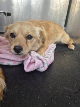 Chihuahua Dogs Available for Adoption - ANGELA | PetCurious