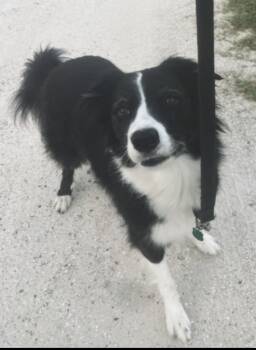 Stella -  Border Collie Dog for Adoption in Estero, Florida - Stella | PetCurious