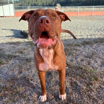 Mixed Breed Dogs Available for Adoption - Bat | PetCurious