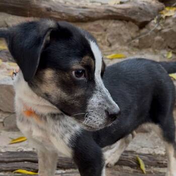 Australian Cattle Dog Blue Heeler Dogs Available for Adoption - Pecorino | PetCurious