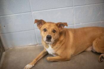 Rocky -  Labrador Retriever Dog for Adoption in Mountain Home, Arkansas - Rocky | PetCurious