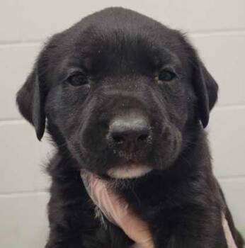 Coco -  Mixed Breed Dog for Adoption in Kansas City, Missouri - Coco | PetCurious