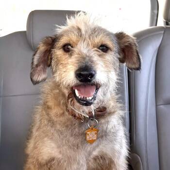 Henri -  Terrier Dog for Adoption in Los Angeles, California - Henri | PetCurious