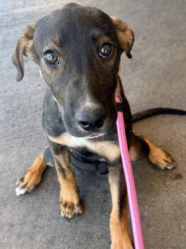 Bonnie -  Chocolate Labrador Retriever and American Staffordshire Terrier Dog for Adoption in Modesto, California - Bonnie | PetCurious