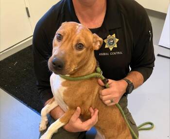 Rescue Pit Bull Terrier and Hound Dogs for Adoption in Warrenton, Oregon - Reeses (lightning) | PetCurious