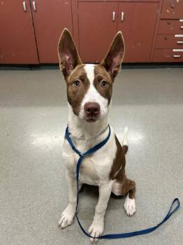 Rescue Pit Bull Terrier and Siberian Husky Dogs for Adoption in Hayward, California - MONA | PetCurious