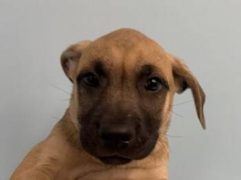 Velvet -  Shepherd and Mixed Breed Dog for Adoption in Golden Valley, Minnesota - Velvet | PetCurious