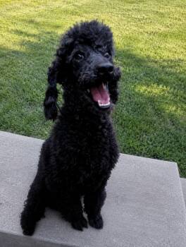 Mitch -  Poodle Dog for Adoption in Windy Hills, Kentucky - Mitch | PetCurious