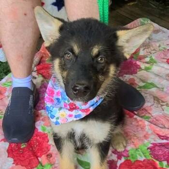 Mimosa -  German Shepherd Dog and Australian Shepherd Dog for Adoption in Woolwich, Maine - Mimosa | PetCurious