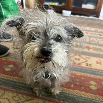 Yorkshire Terrier and Miniature Pinscher Dogs Available for Adoption - Nikki D11369 | PetCurious