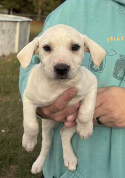 Rescue Labrador Retriever Dogs for Adoption in Greenville, North Carolina - Ember | PetCurious