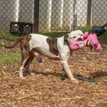 Zebra Stripe -  Mixed Breed Dog for Adoption in Chamblee, Georgia - Zebra Stripe | PetCurious