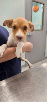 Rusty -  Terrier Dog for Adoption in Athens, Tennessee - Rusty | PetCurious